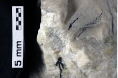 Foto (Detailansicht) von ? Abyssophthalmus sp. (NHMW-GEO-1990-0041-0207)